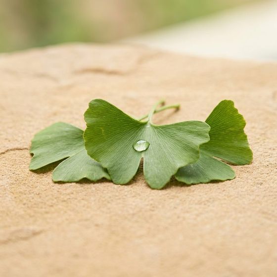 Ginkgo biloba